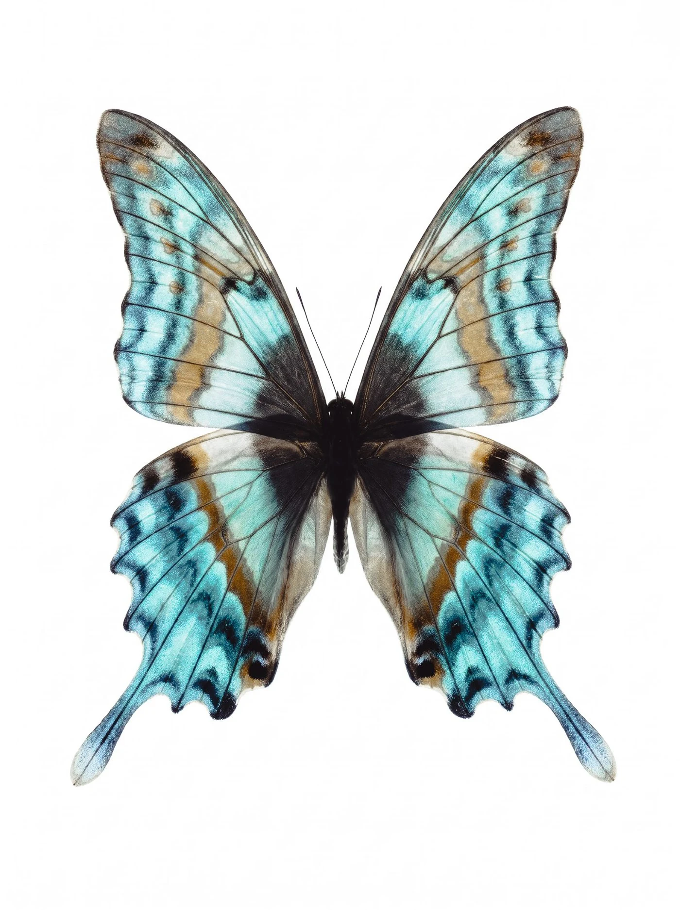 Butterfly reference for the Papillon Bleu Ring, No. 002