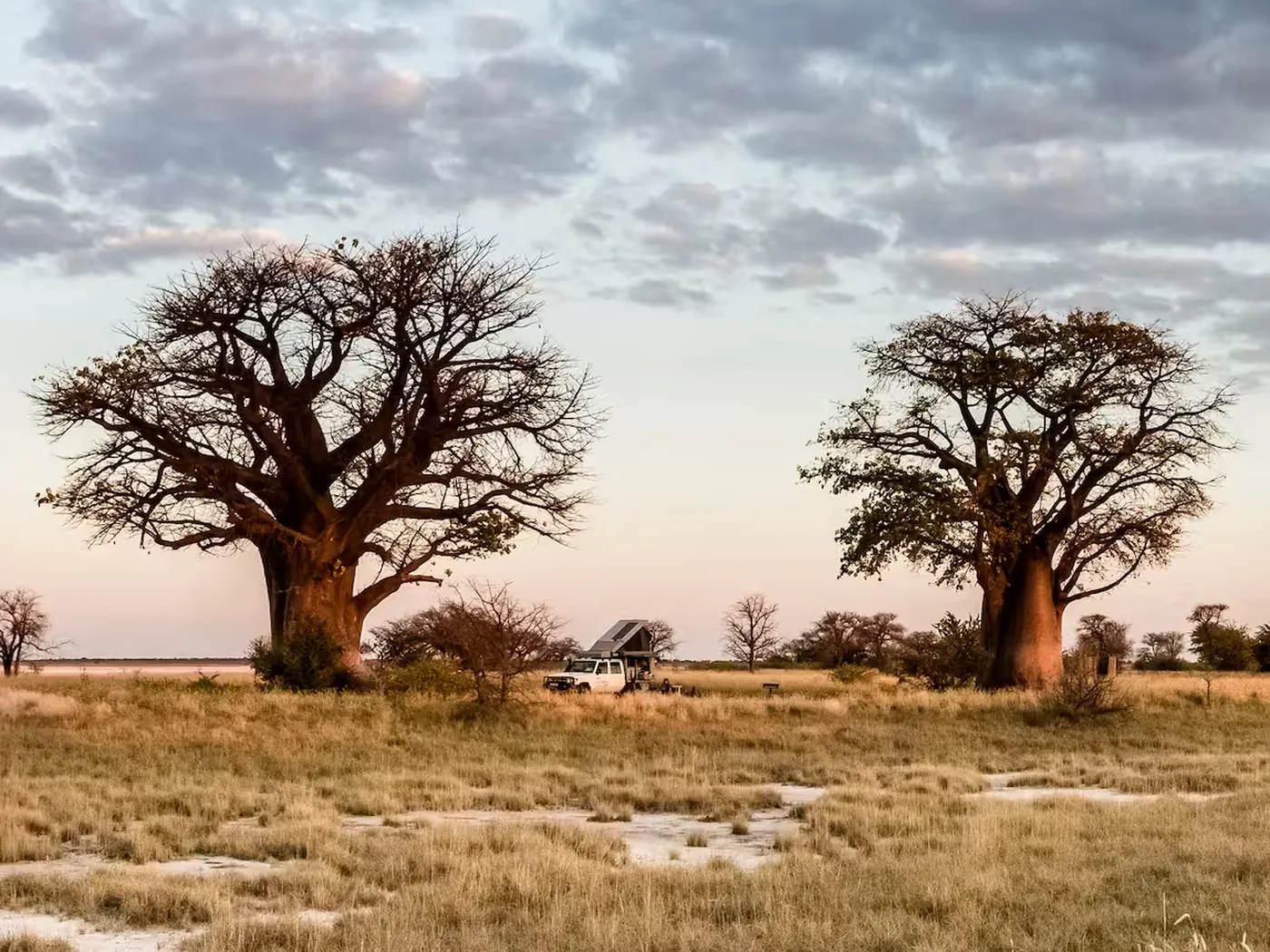 Baobab trees on the savanna